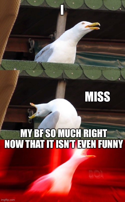 *insert the “trade offer” meme here” | I; MISS; MY BF SO MUCH RIGHT NOW THAT IT ISN’T EVEN FUNNY | image tagged in inhaling seagull | made w/ Imgflip meme maker