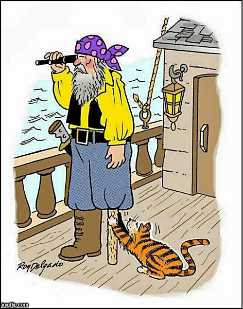 The Cabin Cat of the High Seas | image tagged in memes,cats,fun | made w/ Imgflip meme maker