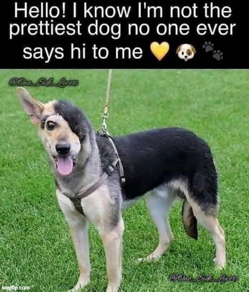 image tagged in dogs | made w/ Imgflip meme maker