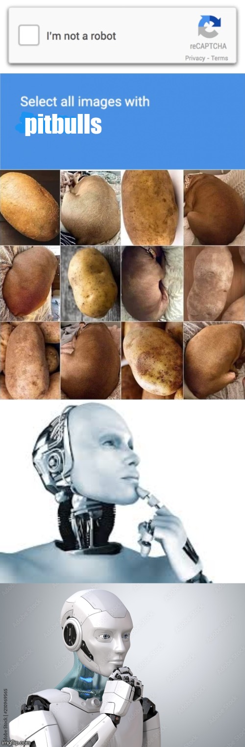 Potatoes or Pitbulls? | pitbulls | image tagged in potatoes,pitbulls,not a bot,test,thinking,robots | made w/ Imgflip meme maker