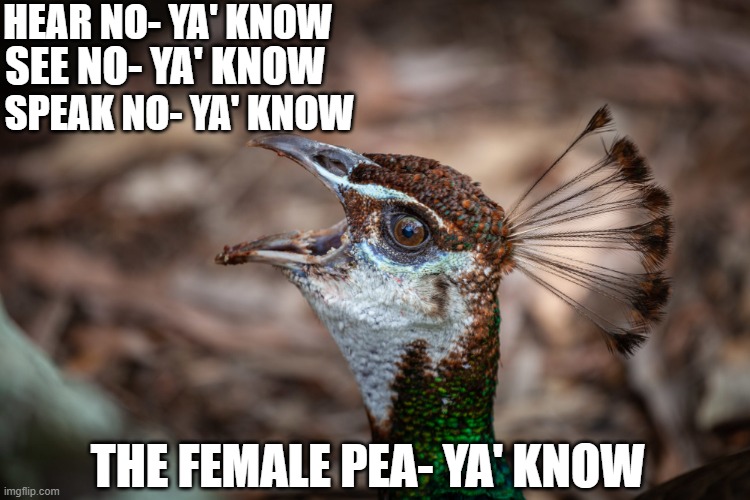 THE FEMALE PEACOCK | HEAR NO- YA' KNOW; SEE NO- YA' KNOW; SPEAK NO- YA' KNOW; THE FEMALE PEA- YA' KNOW | image tagged in suggestive,words,peacock | made w/ Imgflip meme maker