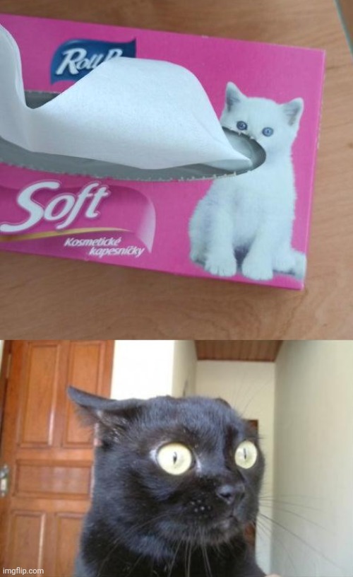 Tissue box fail | image tagged in cannot be unseen cat,tissue box,tissue,you had one job,memes,crappy design | made w/ Imgflip meme maker