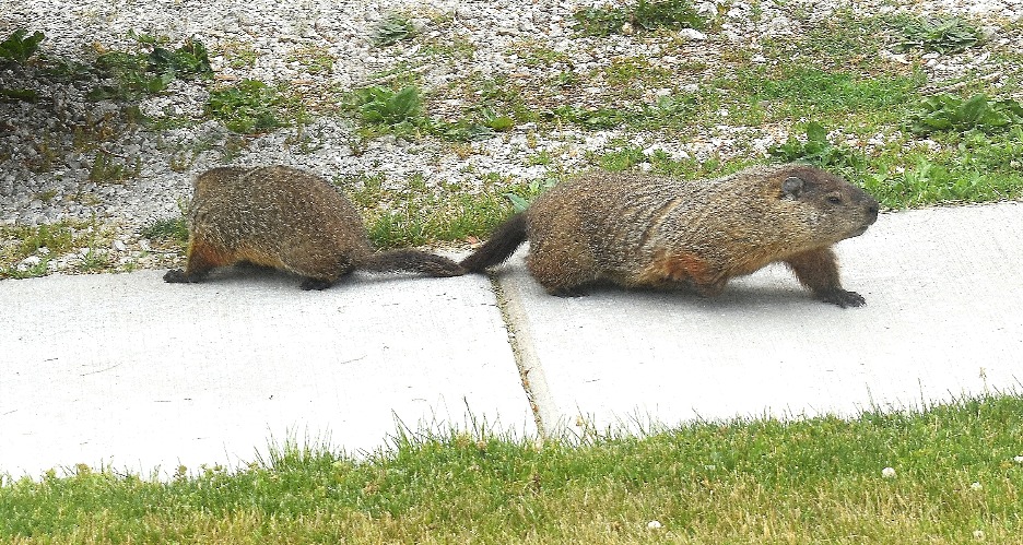 groundhogs | image tagged in groundhogs,front walk | made w/ Imgflip meme maker