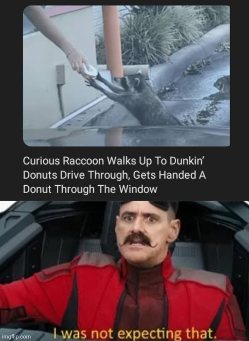 Curious raccoon | image tagged in i was not expecting that,dunkin donuts,drive-thru,donut,memes,raccoon | made w/ Imgflip meme maker