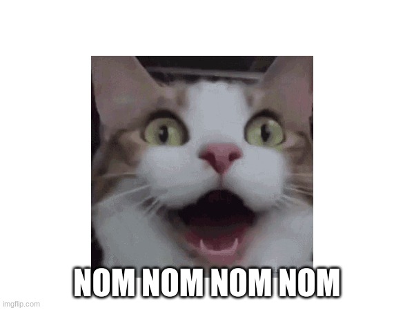 Nom Nom | NOM NOM NOM NOM | image tagged in cats | made w/ Imgflip meme maker