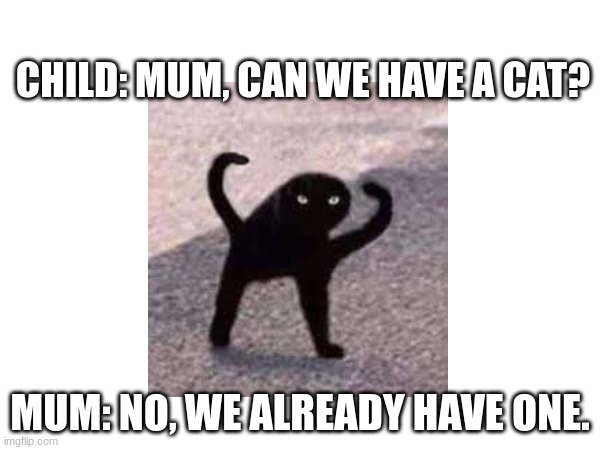 Our cat at home | CHILD: MUM, CAN WE HAVE A CAT? MUM: NO, WE ALREADY HAVE ONE. | image tagged in cats | made w/ Imgflip meme maker