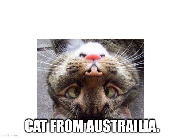 Cat from Australia | CAT FROM AUSTRAILIA. | image tagged in cats | made w/ Imgflip meme maker
