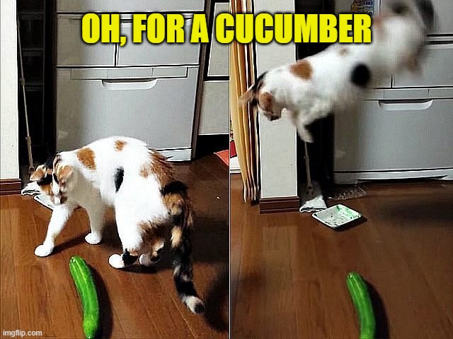 Cat vs Cucumber | OH, FOR A CUCUMBER | image tagged in cat vs cucumber | made w/ Imgflip meme maker