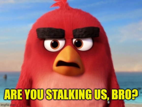 Angry Birds | ARE YOU STALKING US, BRO? | image tagged in angry birds | made w/ Imgflip meme maker