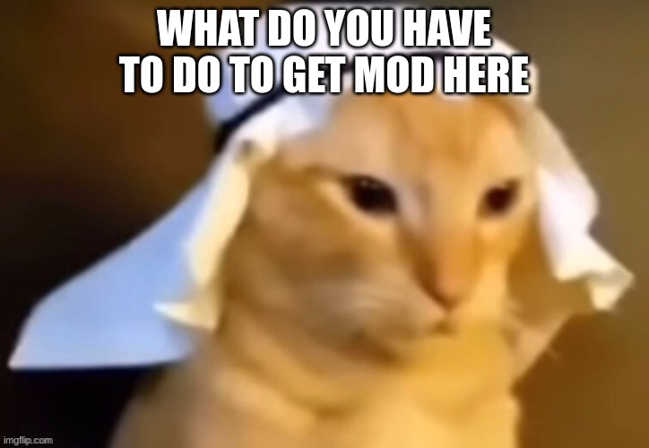 haram cat | WHAT DO YOU HAVE TO DO TO GET MOD HERE | image tagged in haram cat | made w/ Imgflip meme maker
