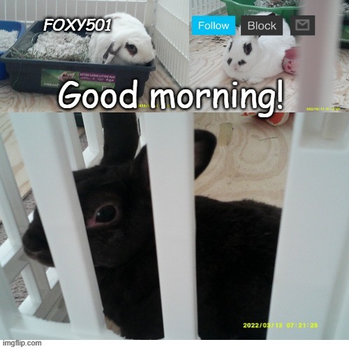 Foxy501 announcement template | Good morning! | image tagged in foxy501 announcement template | made w/ Imgflip meme maker