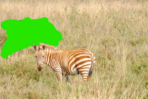 Brown striped zebra Blank Meme Template
