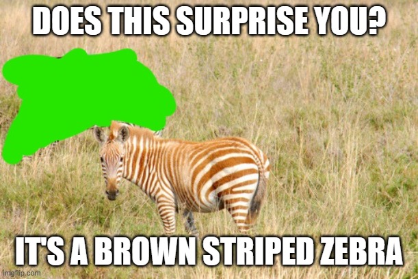 Brown striped zebra | DOES THIS SURPRISE YOU? IT'S A BROWN STRIPED ZEBRA | image tagged in brown striped zebra | made w/ Imgflip meme maker