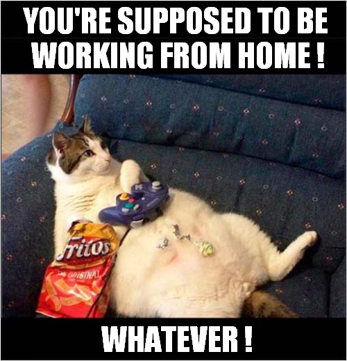 Priorities ! | YOU'RE SUPPOSED TO BE
 WORKING FROM HOME ! WHATEVER ! | image tagged in cats,working from home,whatever | made w/ Imgflip meme maker