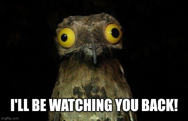 Crazy eyed bird | I'LL BE WATCHING YOU BACK! | image tagged in crazy eyed bird | made w/ Imgflip meme maker