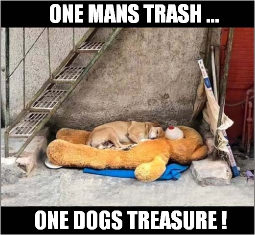 A Comfy Spot ! | ONE MANS TRASH ... ONE DOGS TREASURE ! | image tagged in dogs,teddy bear,bed | made w/ Imgflip meme maker