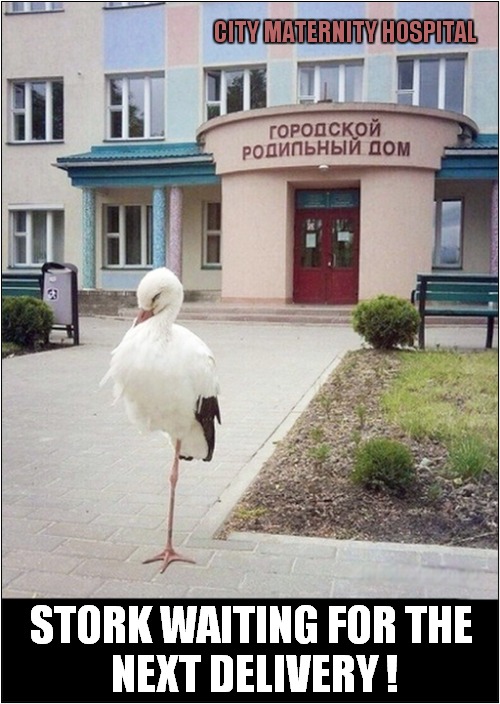 Looks Like It's Due Any Moment ! | CITY MATERNITY HOSPITAL; STORK WAITING FOR THE
 NEXT DELIVERY ! | image tagged in stork,birth,russia | made w/ Imgflip meme maker