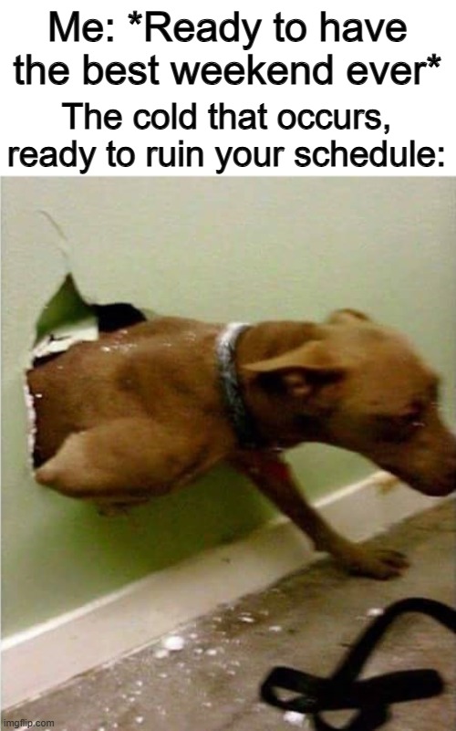 Colds tend to come at the WORST times :C | Me: *Ready to have the best weekend ever*; The cold that occurs, ready to ruin your schedule: | image tagged in dog breaking the wall | made w/ Imgflip meme maker