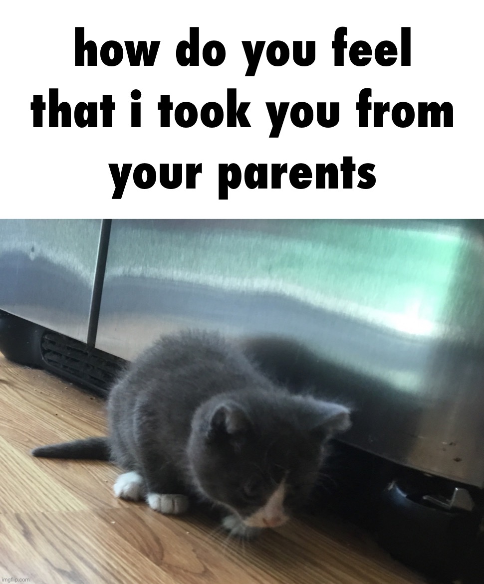 image tagged in how do you feel that i took you from your parents | made w/ Imgflip meme maker