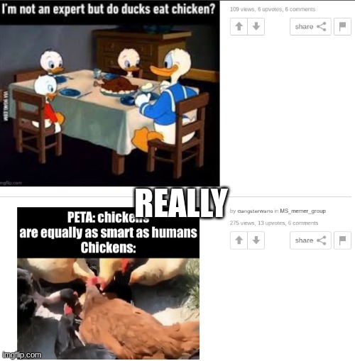 why tho? | REALLY | image tagged in donald duck,chicken,idiotic | made w/ Imgflip meme maker
