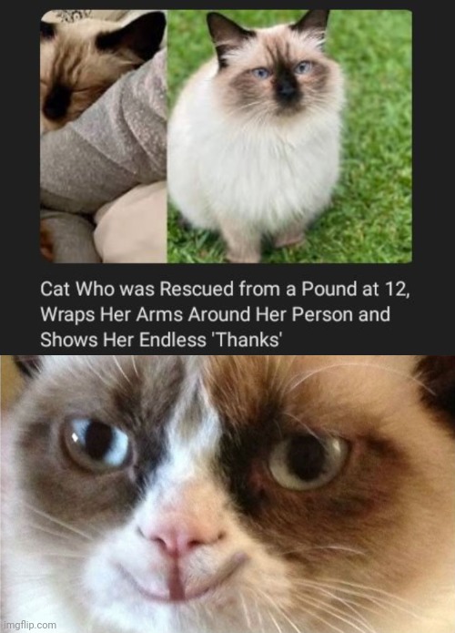 Rescued cat | image tagged in grumpy cat happy,cats,cat,memes,rescued,wholesome | made w/ Imgflip meme maker