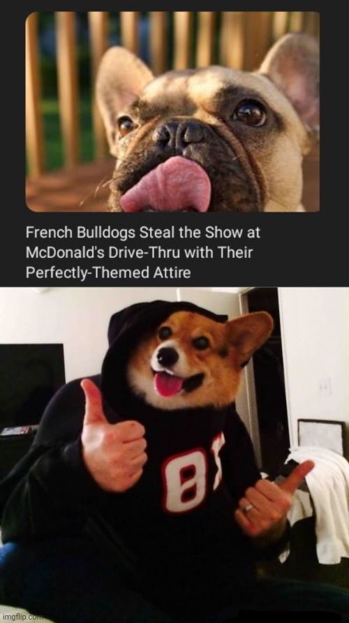 At the McDonald's drive-thru | image tagged in thumbs up dog,bulldogs,dogs,dog,mcdonald's,memes | made w/ Imgflip meme maker