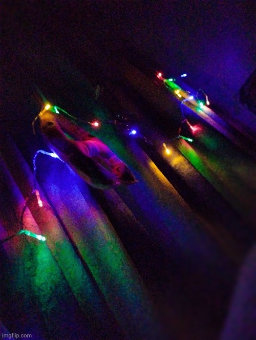My cosy lights at the curtain of my room<3 | image tagged in lights | made w/ Imgflip meme maker