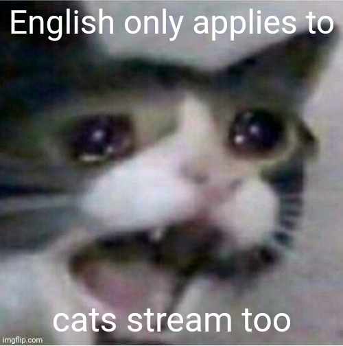 crying cat | English only applies to cats stream too | image tagged in crying cat | made w/ Imgflip meme maker