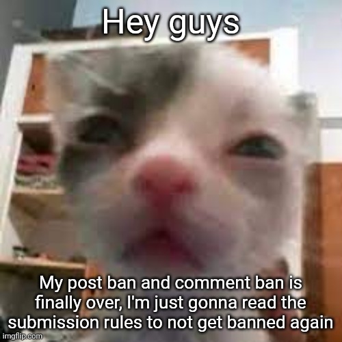 Cat lightskin stare | Hey guys; My post ban and comment ban is finally over, I'm just gonna read the submission rules to not get banned again | image tagged in cat lightskin stare | made w/ Imgflip meme maker