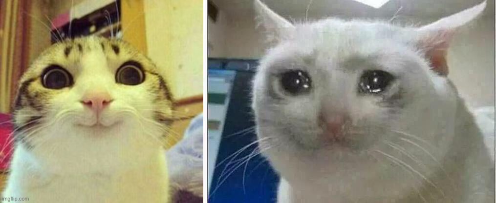 Happy and sad cat Blank Meme Template