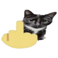 cat holding up middle finger Meme Template