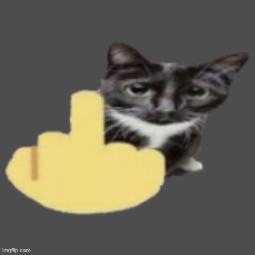 cat holding up middle finger | image tagged in cat holding up middle finger | made w/ Imgflip meme maker