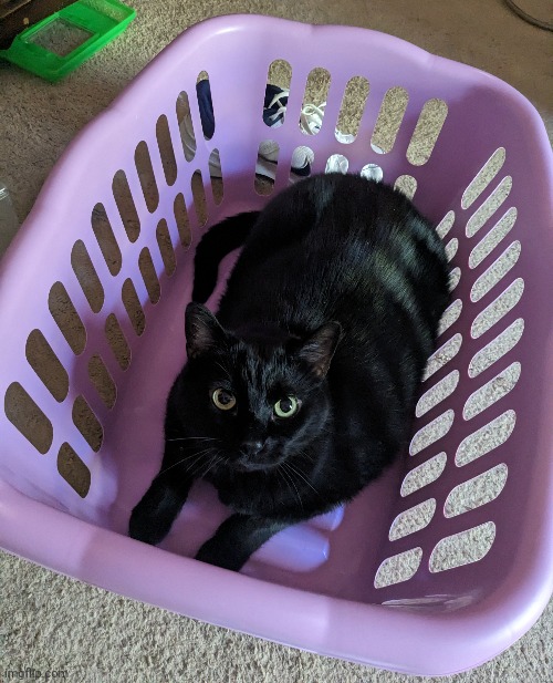My cat, Ninja, sitting in my laundry basket | image tagged in cat | made w/ Imgflip meme maker