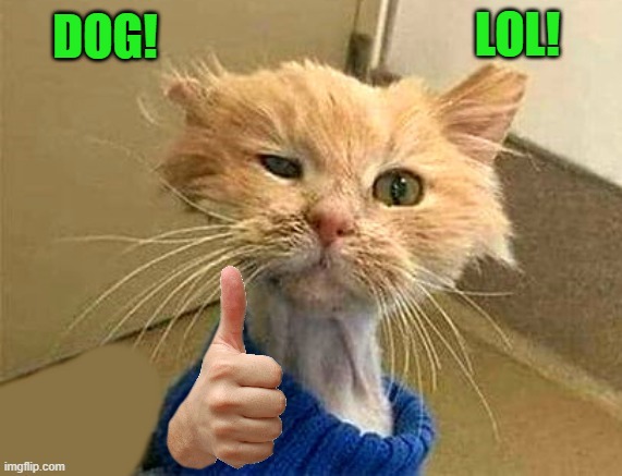 thumb cat | LOL! DOG! | image tagged in thumb cat | made w/ Imgflip meme maker