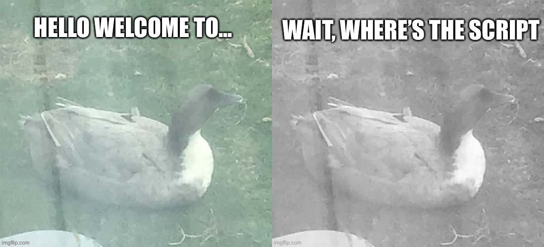 Quack | WAIT, WHERE’S THE SCRIPT; HELLO WELCOME TO... | made w/ Imgflip meme maker