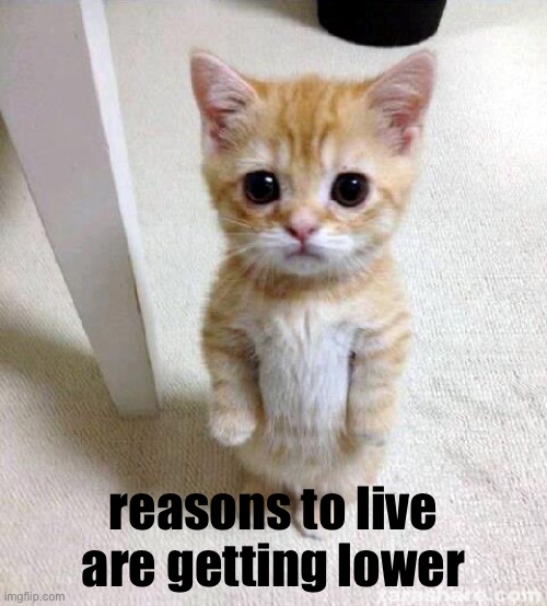Cute Cat Meme | reasons to live are getting lower | image tagged in memes,cute cat,funny | made w/ Imgflip meme maker