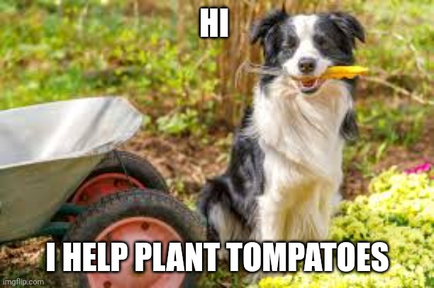 Garden dog | HI; I HELP PLANT TOMPATOES | image tagged in funny dogs | made w/ Imgflip meme maker