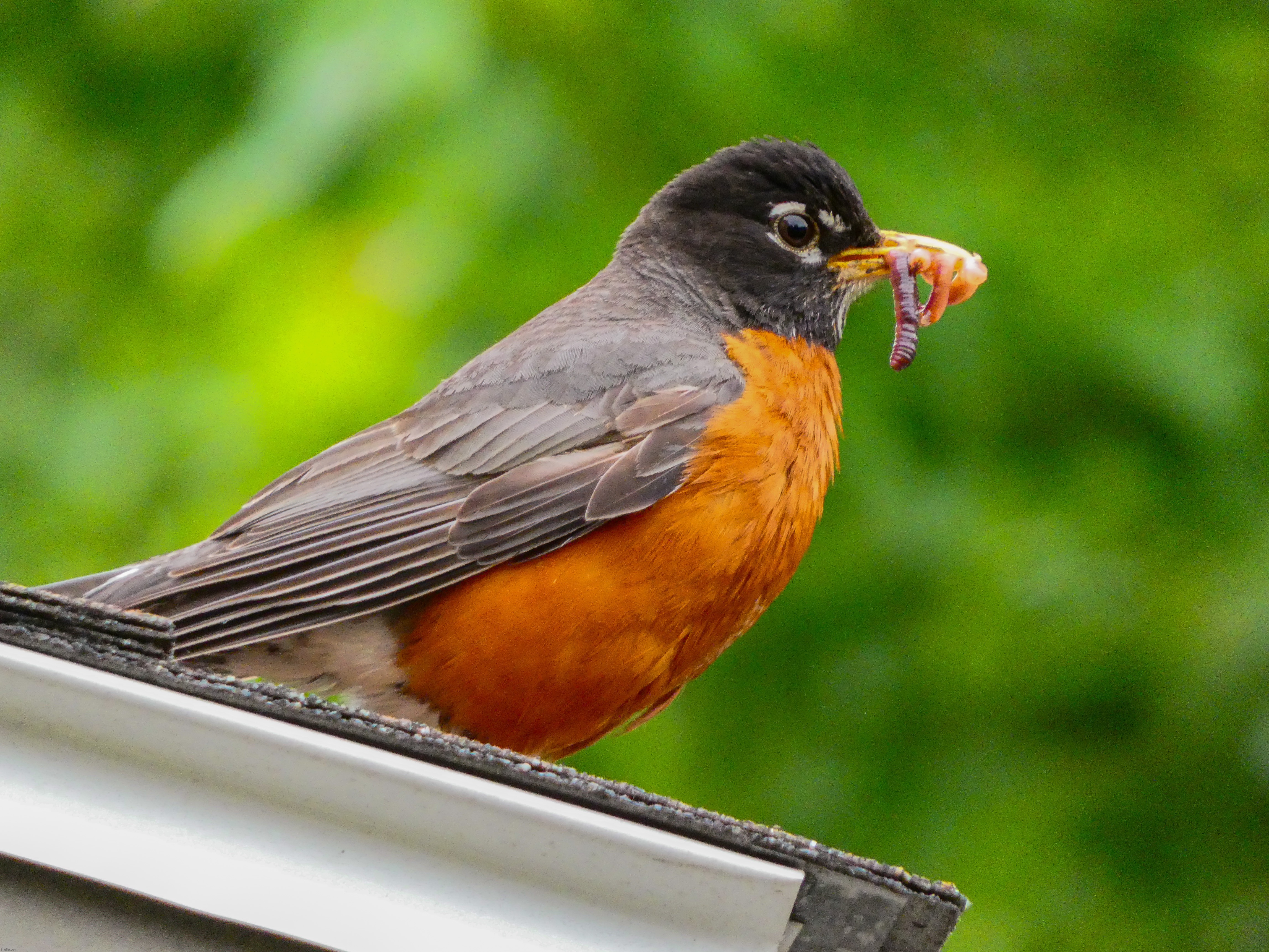 A picture of a Robin with some worms in its mouth from a couple weeks ago | image tagged in share your own photos | made w/ Imgflip meme maker