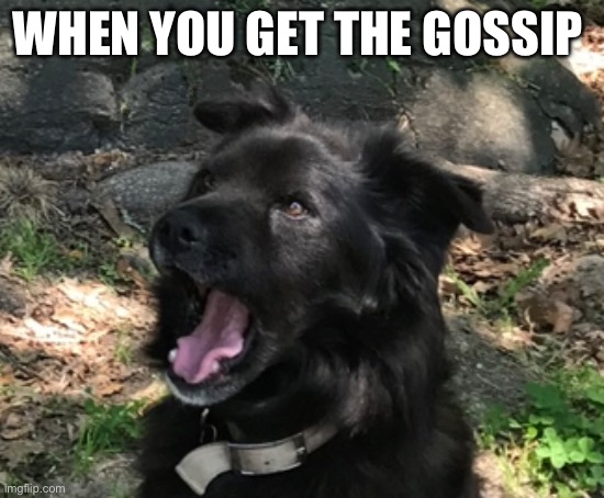 This is my dog. I have this funny picture of her and immortalized her in meme form. RIP Kaycee. You are missed. | WHEN YOU GET THE GOSSIP | image tagged in memes | made w/ Imgflip meme maker