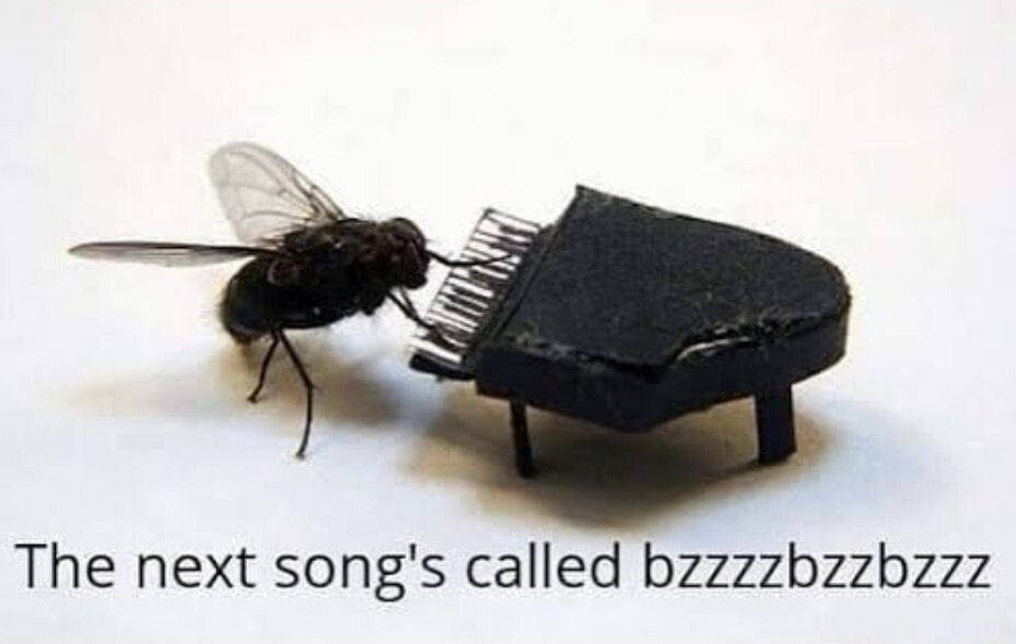 High Quality Fly playing piano Blank Meme Template