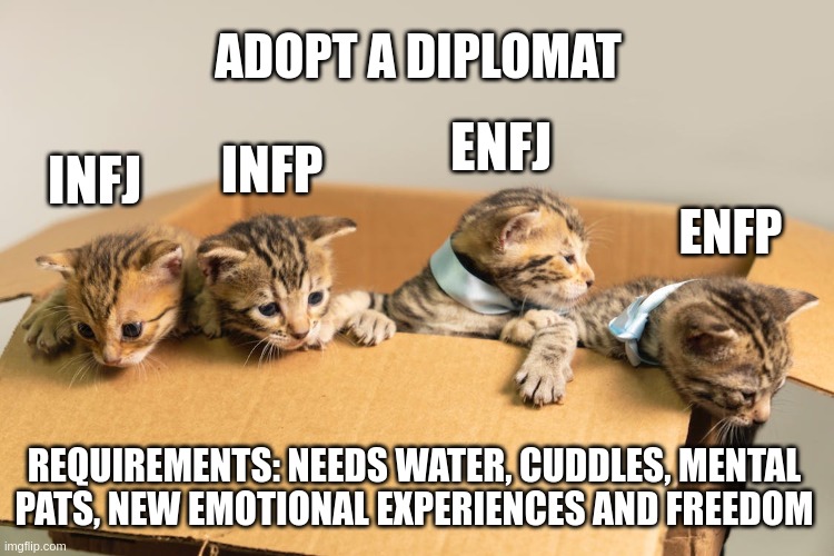 Adopt a Diplomat | ADOPT A DIPLOMAT; ENFJ; INFP; INFJ; ENFP; REQUIREMENTS: NEEDS WATER, CUDDLES, MENTAL PATS, NEW EMOTIONAL EXPERIENCES AND FREEDOM | image tagged in cats in a box,myers briggs,mbti,personality,enfp,infj | made w/ Imgflip meme maker