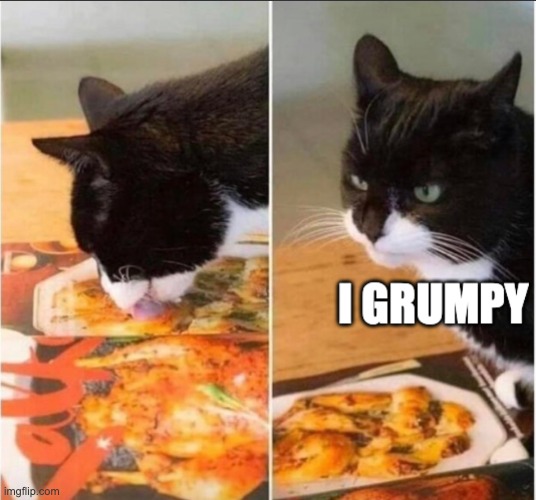 Do you like my cat? | image tagged in grumpy cat | made w/ Imgflip meme maker