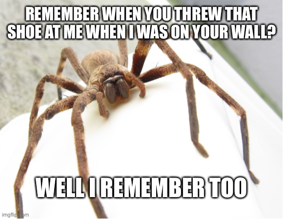 I remember too, you know?? | REMEMBER WHEN YOU THREW THAT SHOE AT ME WHEN I WAS ON YOUR WALL? WELL I REMEMBER TOO | image tagged in spider,memes,funny,shoe,remember,lol | made w/ Imgflip meme maker