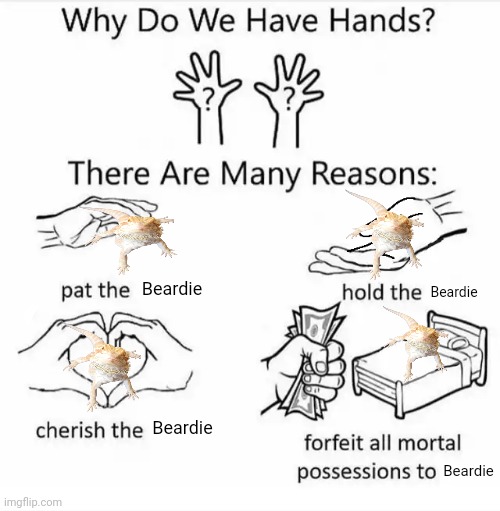 "I relate to the last one" - My mom after I showed her that meme | Beardie; Beardie; Beardie; Beardie | image tagged in bearded dragon,why do we have hands all blank | made w/ Imgflip meme maker