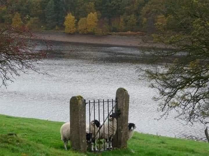 High Quality Sheep gate Blank Meme Template