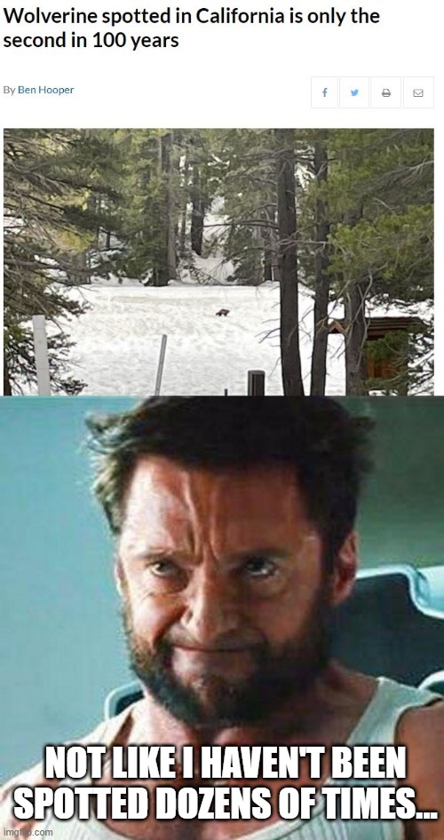 Wolverine! | NOT LIKE I HAVEN'T BEEN SPOTTED DOZENS OF TIMES... | image tagged in wolverine | made w/ Imgflip meme maker