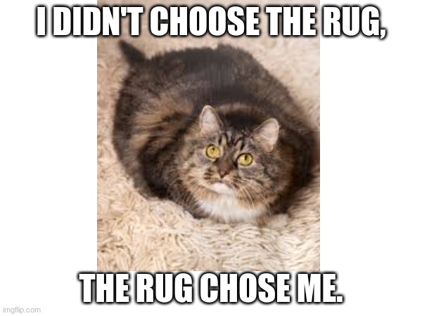 The rug chose me | I DIDN'T CHOOSE THE RUG, THE RUG CHOSE ME. | image tagged in cats | made w/ Imgflip meme maker