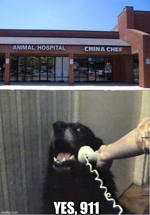 YES, 911 | image tagged in yes this is dog | made w/ Imgflip meme maker