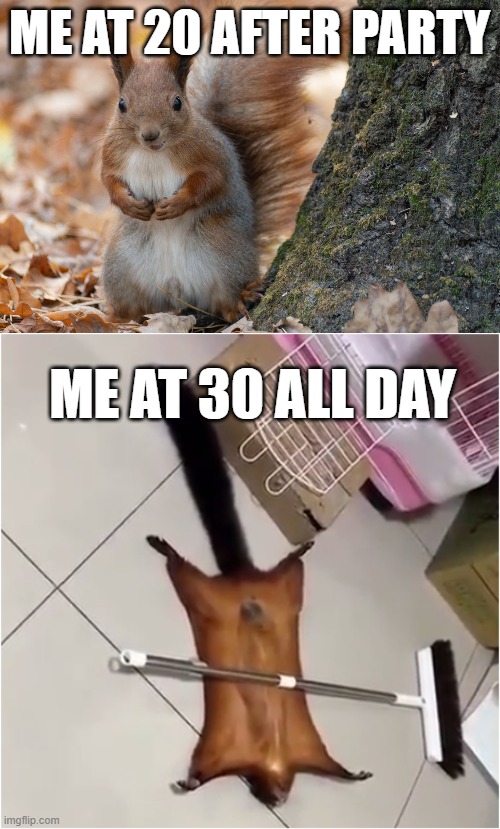 Me at 20 after party vs me at 30 all day | ME AT 20 AFTER PARTY; ME AT 30 ALL DAY | image tagged in party,funny memes,too funny,squirrel | made w/ Imgflip meme maker