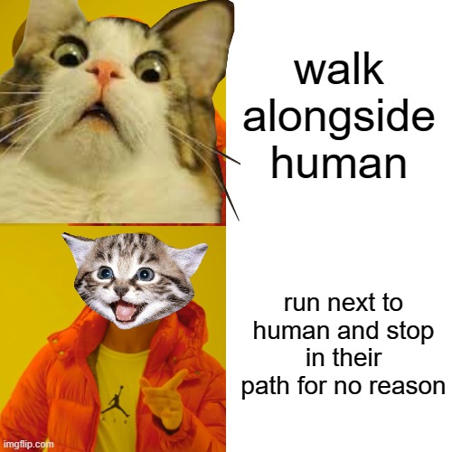 drake hotline bling | walk alongside human; run next to human and stop in their path for no reason | image tagged in drake hotline bling,cats | made w/ Imgflip meme maker